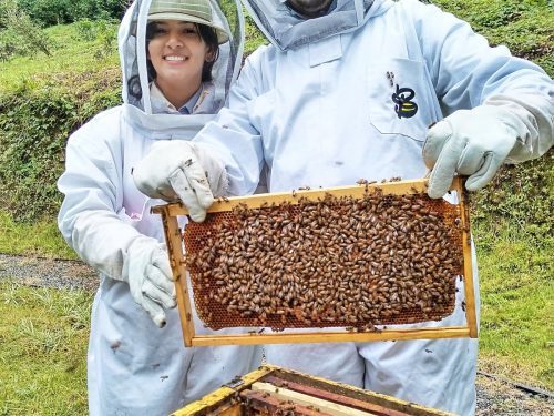 bees-serve-as-example