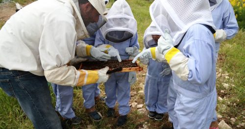 Bee-Tour-by-Ecophysis-Cyprus-Kids-Fun-in-Cyprus-Tours-For-children-6